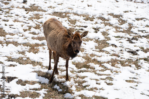 Elk close up in winter evergreen colorado