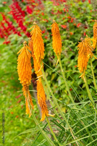 Tritomea or Kniphofia Uvaria plant in Saint Gallen in Switzerland photo