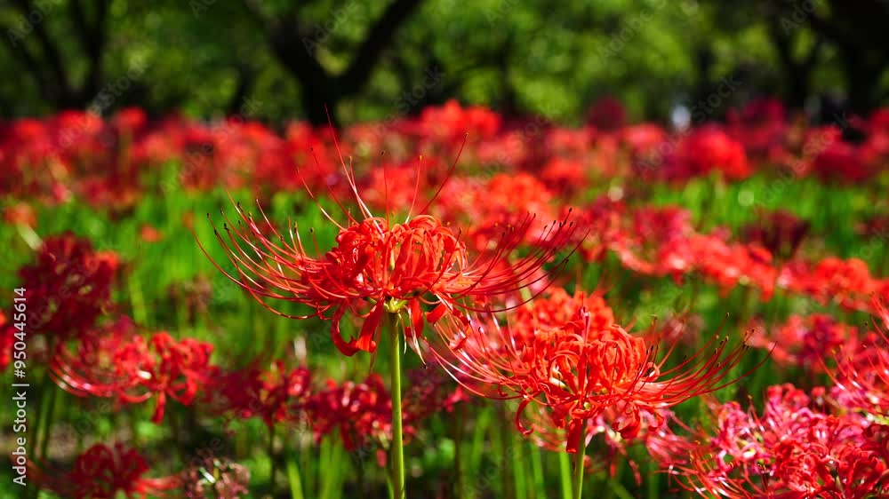 Red spider lilies (Lycoris radiata) at Fuchu city folk forest museum Red spider lilies (Lycoris radiata) at Fuchu city folk forest museum