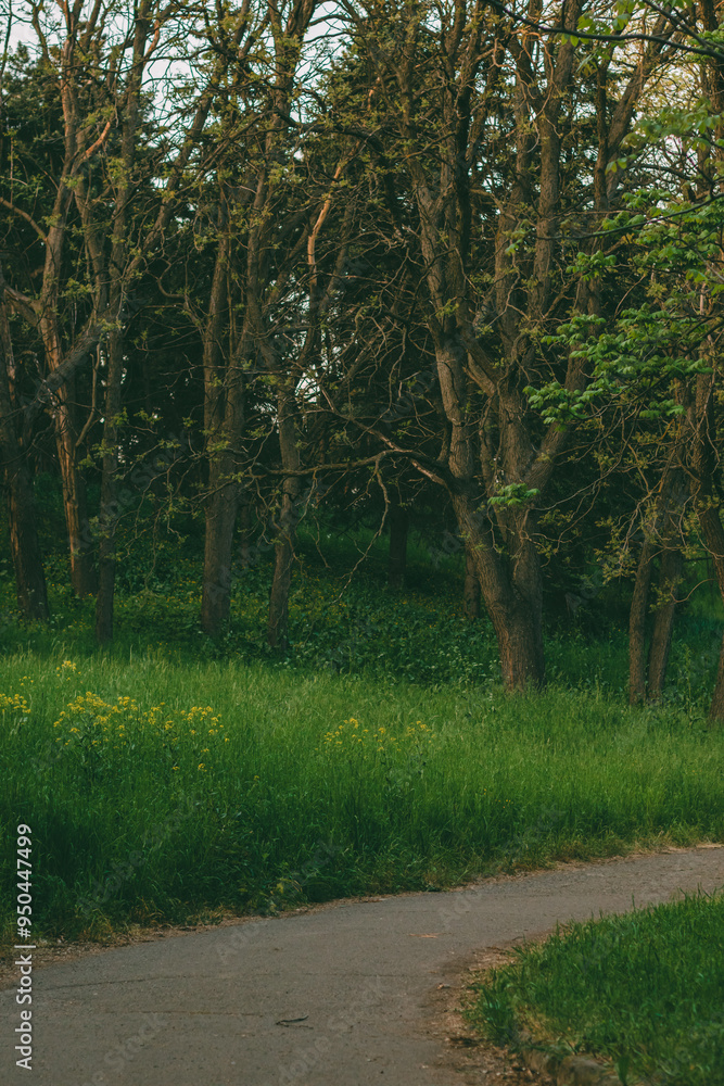Fototapeta premium Asphalt road against the backdrop of tall green grass and trees. A hill with trees rises slightly above the road. Landscape in the botanical garden. 