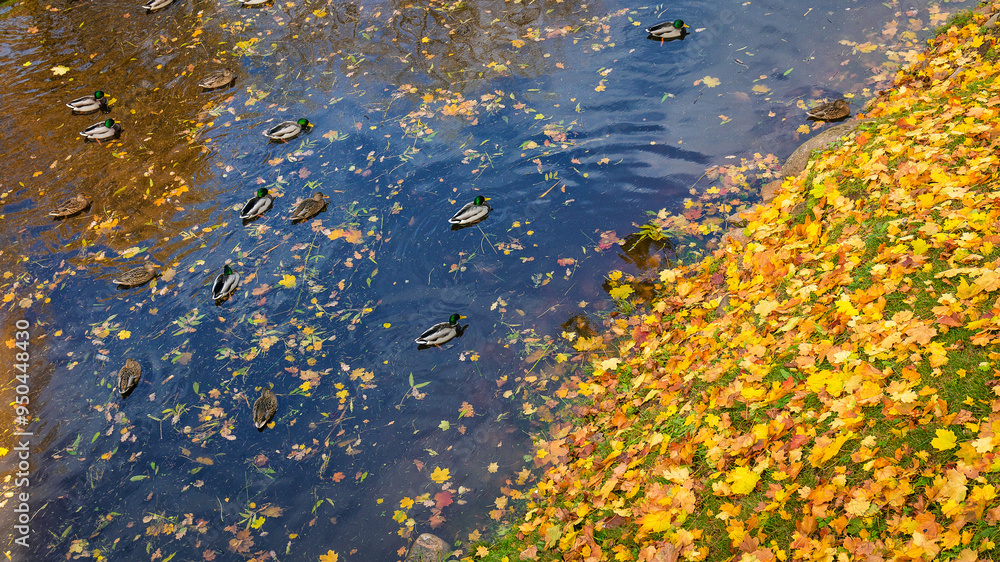 Autumn pond with floating ducks and vibrant golden leaves Autumn pond with floating ducks and vibrant golden leaves