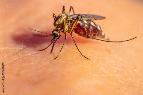 A detailed macro shot of a mosquito feeding on human skin, highlighting its body structure, legs, and proboscis. The image captures the insect in the act of drawing blood