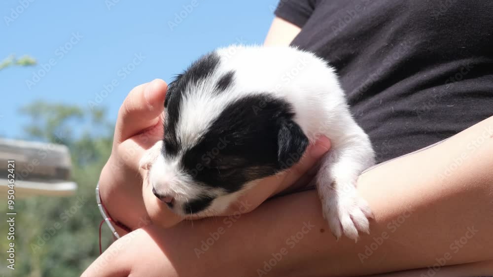 Puppy Sucking on Finger While Waiting for Feeding Puppy Sucking on Finger While Waiting for Feeding
