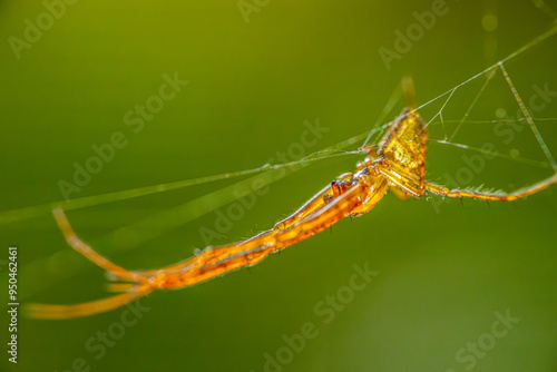 spider resting on its intricate web, set against a blurred green background. The spiders legs and body are detailed, showcasing the delicate hairs and the gossamer threads of the web. photo