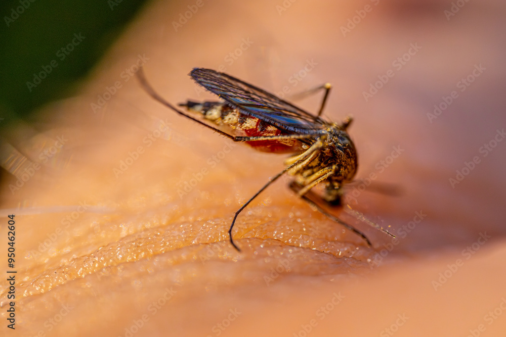 Obraz premium mosquito on human skin, with light refracting through the insects body. The abstract nature of the shot emphasizes the delicate details and texture, creating a unique visual effect