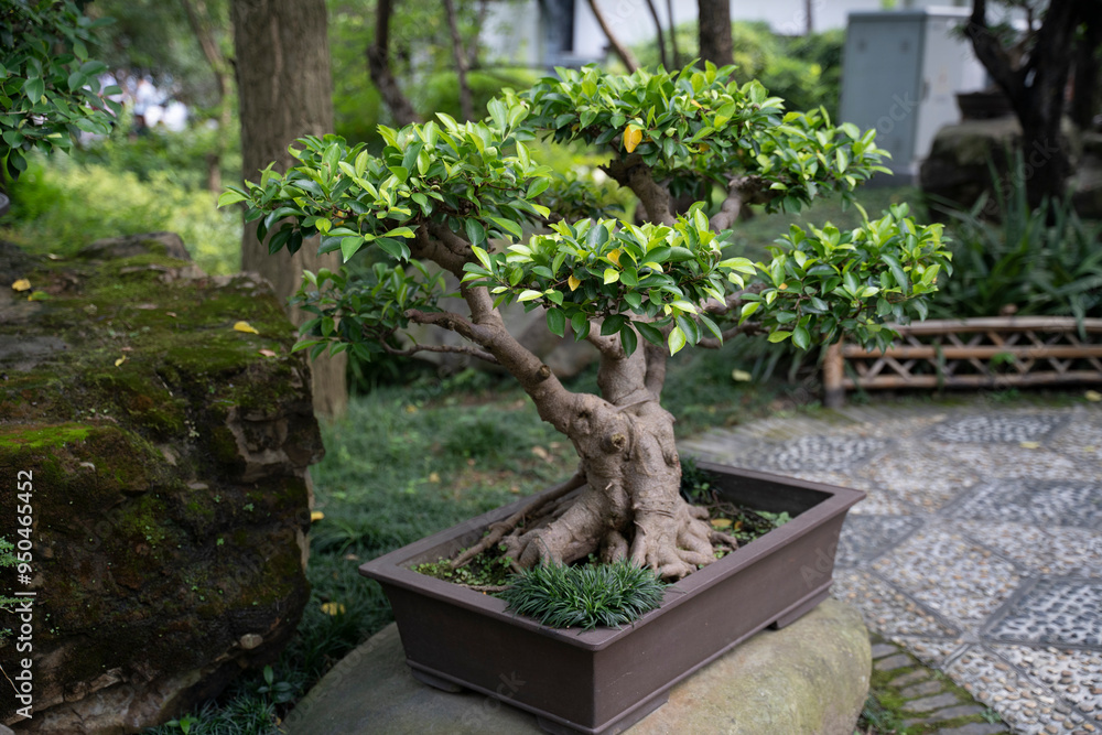 bonsai in a chinese bonsai garden bonsai in a chinese bonsai garden