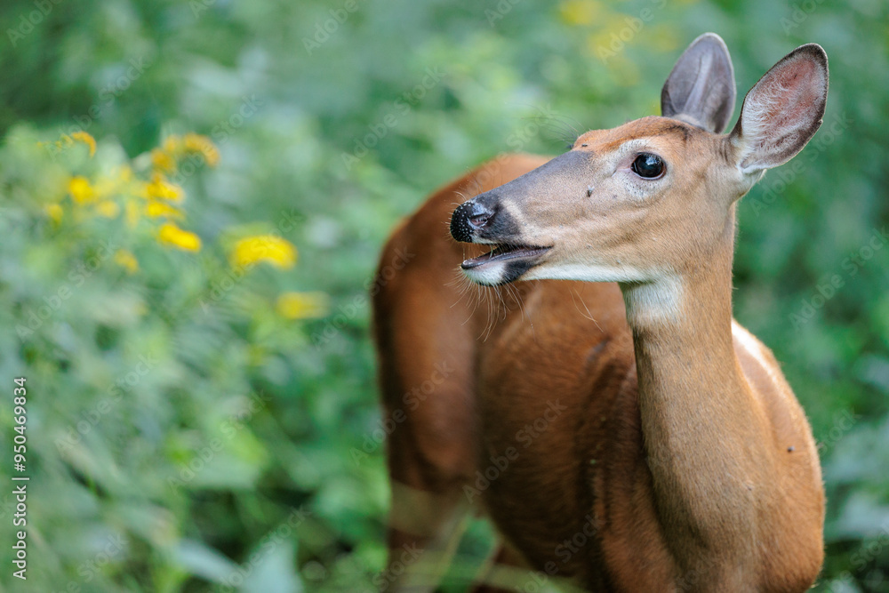 Fototapeta premium A white-tailed deer doe taking in the evening environment in a field of wildflowers near Hartford, Wisconsin in late August