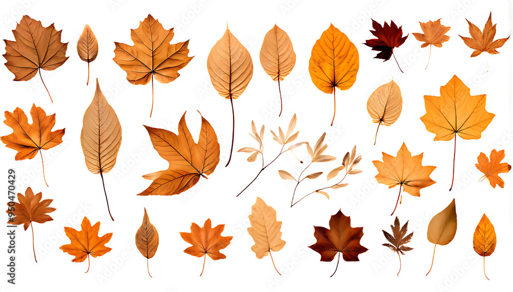 Fototapeta premium autumn leaves on white background