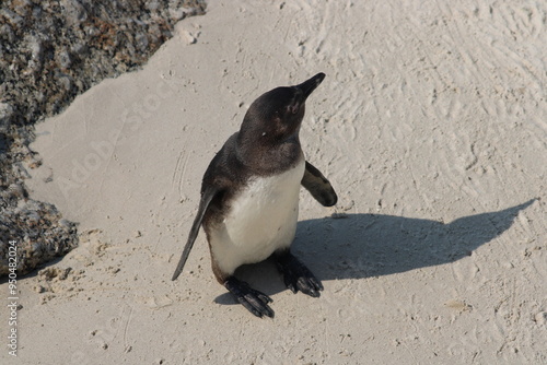 African penguins