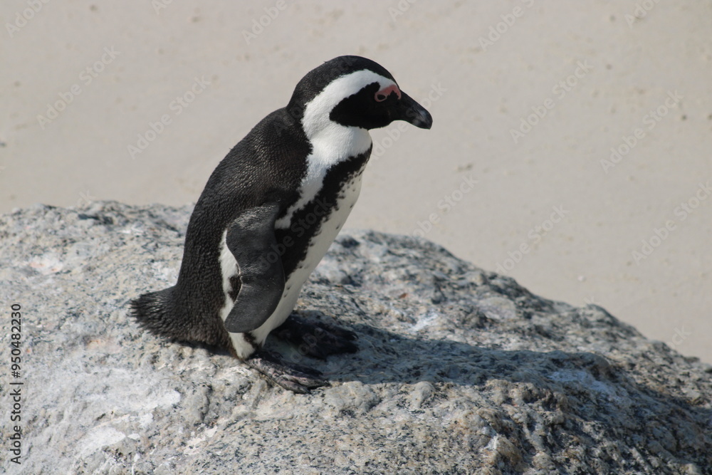 Fototapeta premium African penguins