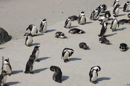 African penguins