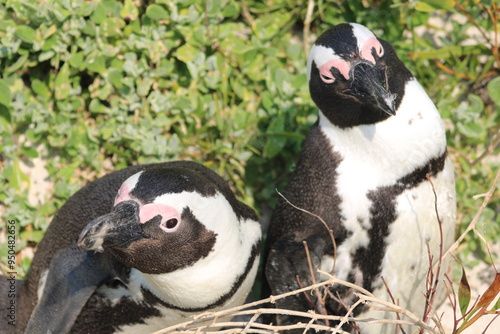 African penguins