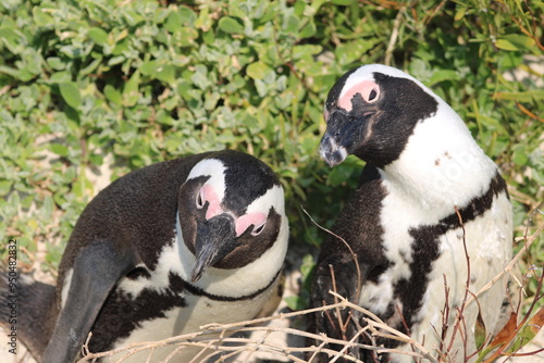 African penguins