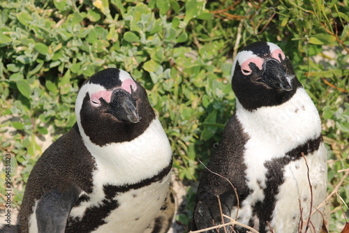 African penguins
