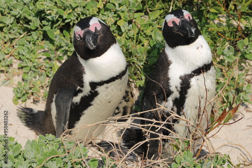 African penguins