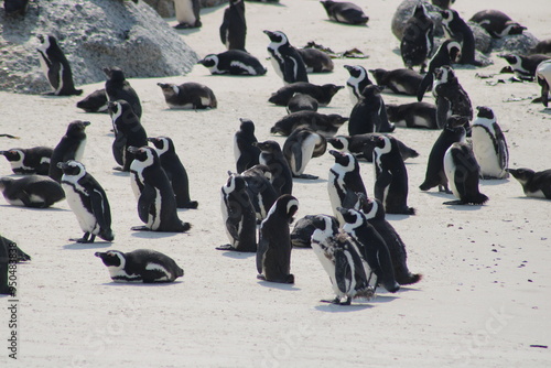 African penguins