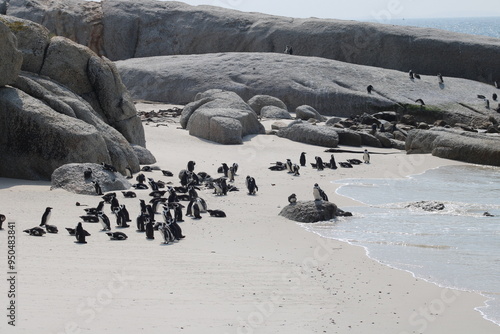 African penguins