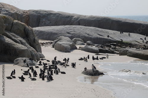 African penguins