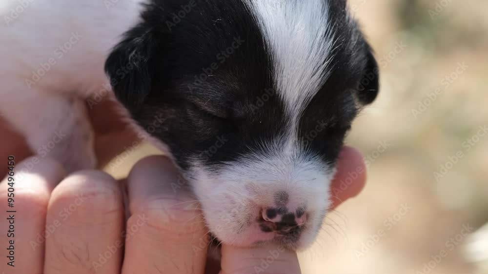 Puppy Sucking on Finger While Waiting for Feeding Puppy Sucking on Finger While Waiting for Feeding