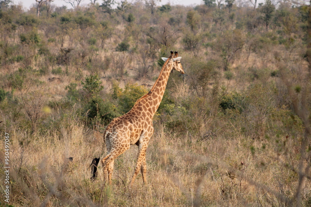 Obraz premium African giraffe
