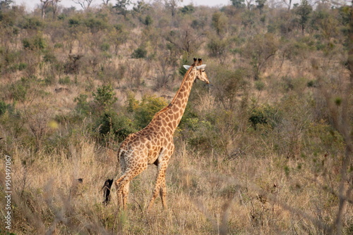 African giraffe