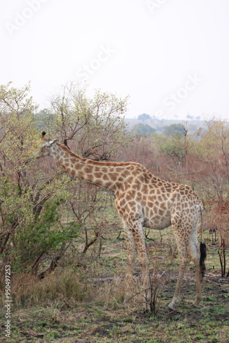 African giraffe