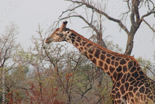 African giraffe
