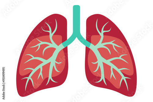 Human lungs vector illustration
