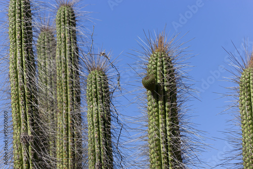 Fruto Copao en cactus photo