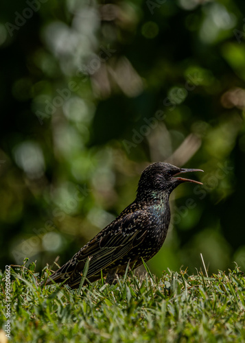 a starling stands on the grass with its beak open