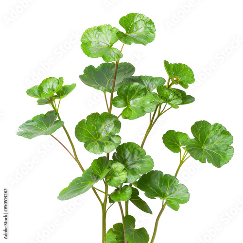 Green leaves of a plant with long stems arranged on a white background. photo