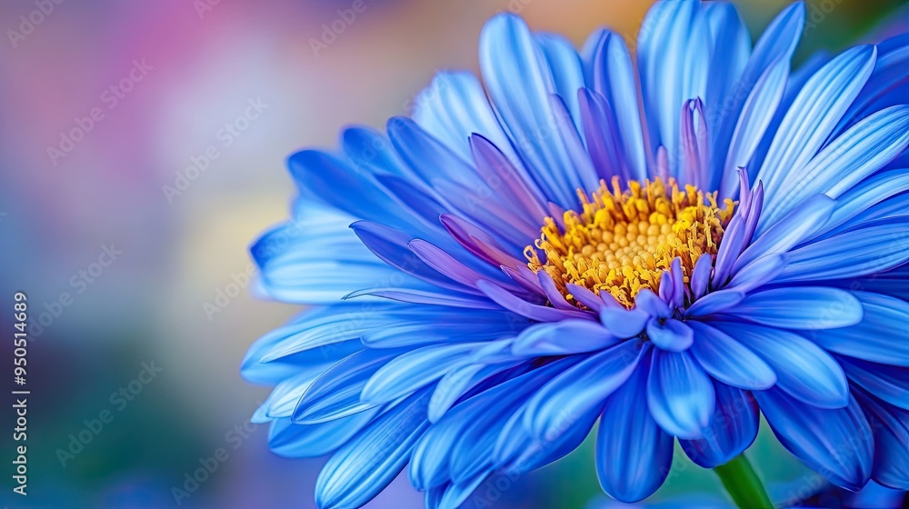 Close-up macro shot of a blue aster flower, capturing the intricate details of its petals and vibrant color against a blurred background. Close-up macro shot of a blue aster flower, capturing the intricate details of its petals and vibrant color against a blurred background.