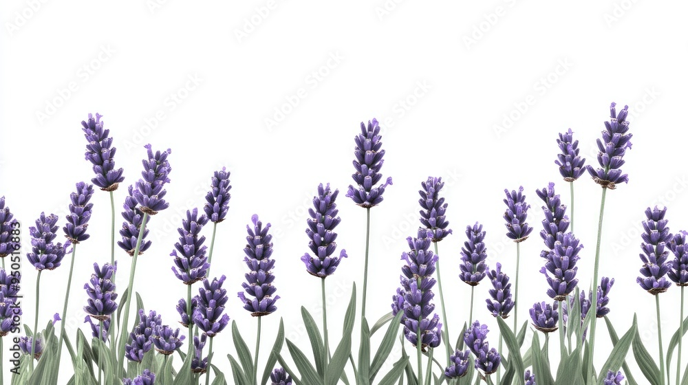 Naklejka premium Elegant lavender flowers stand out against a white background, their rich purple tones and slender green stems perfectly showcased.