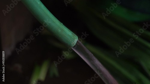 Close-up of water flowing from a green hose.