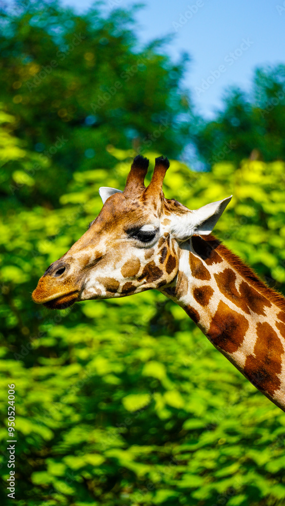 Fototapeta premium giraffe in the zoo