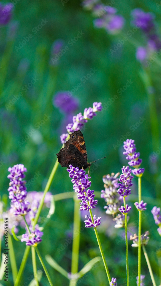 butterfly on lavender Poland summer butterfly on lavender Poland summer