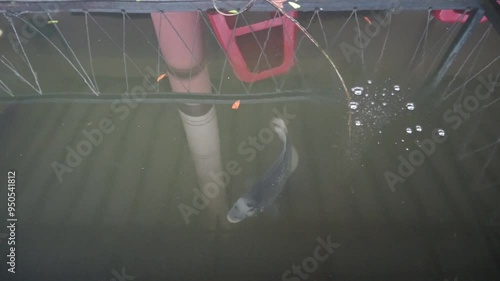 Two fish swimming in murky water, one near the surface and one in the depths, with bubbles rising from below.