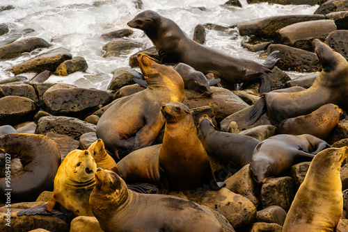 California Sea Lions Gathered on The Rocky Coast of The Point of La Jolla, La Jolla, California, USA