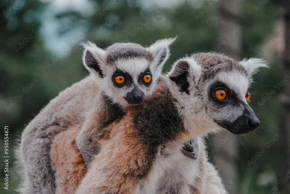 Obraz premium ring tailed lemurs