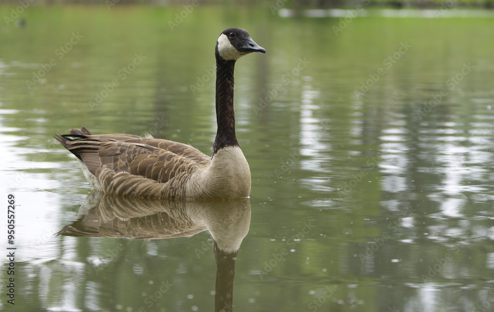 a lovely goose, reflections in the water, canada goose, canadian goose a lovely goose, reflections in the water, canada goose, canadian goose