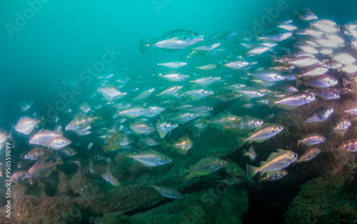 Tacauds sur l'épave du Speerbrecher photo