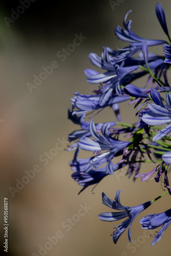 flor azul photo