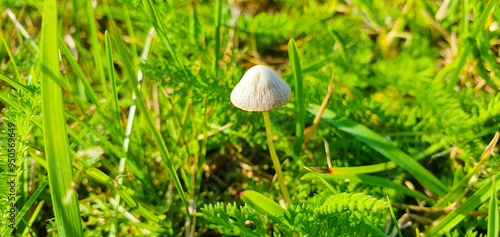 Psilocybin mushroom in the grass. Growth of psilocybin, hallucinogenic mushroom.