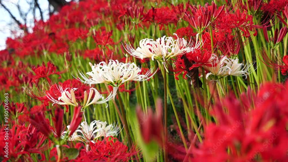 Red and white spider lilies (Lycoris radiata) at Satte's Gongendo park Red and white spider lilies (Lycoris radiata) at Satte's Gongendo park