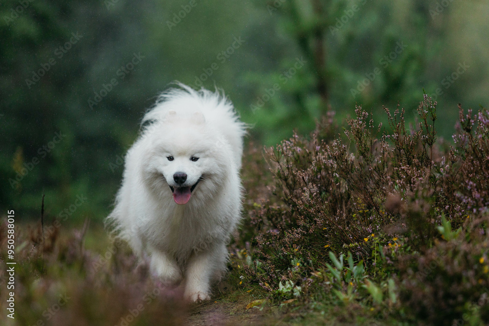 A Samoyed dog in the forest in summer A Samoyed dog in the forest in summer
