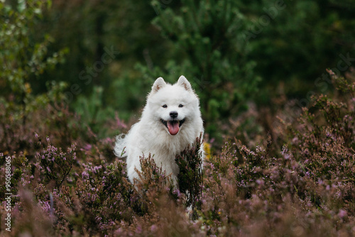 A Samoyed dog in the forest in summer