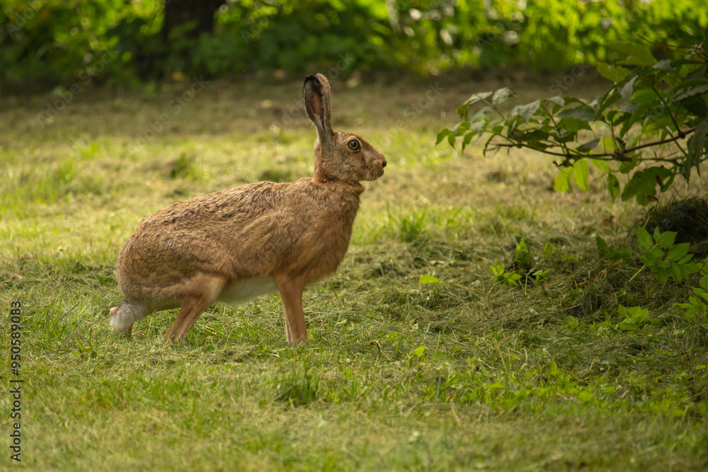 Portrait of a sitting brown hare (lepus europaeus) Portrait of a sitting brown hare (lepus europaeus)