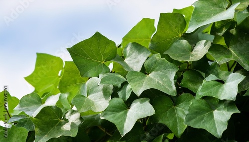 green leaves of vine plant ivy coccinia grandis photo