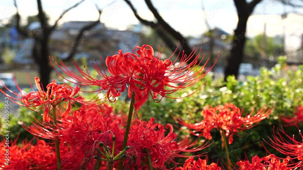 Red spider lilies (Lycoris radiata) at Satte's Gongendo park Red spider lilies (Lycoris radiata) at Satte's Gongendo park