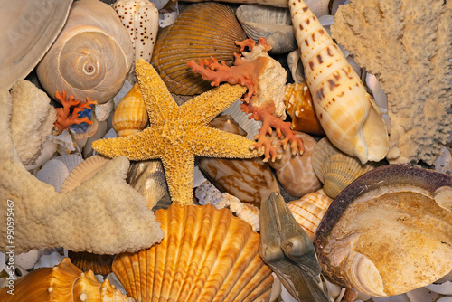 Collection of seashells and coral; including scallop, marlin spike, and shark eye shells; elkhorn, branch, and red coral; for background and screen saver. photo